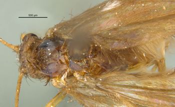 Media type: image; Entomology 10909   Aspect: habitus dorsal view